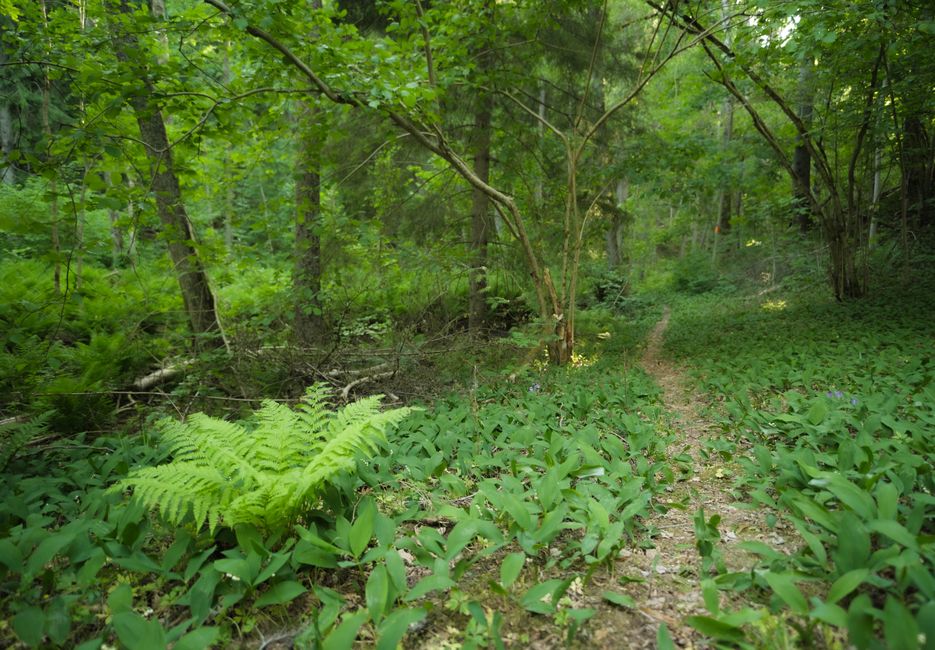 Walking path through a green hardwood forest
