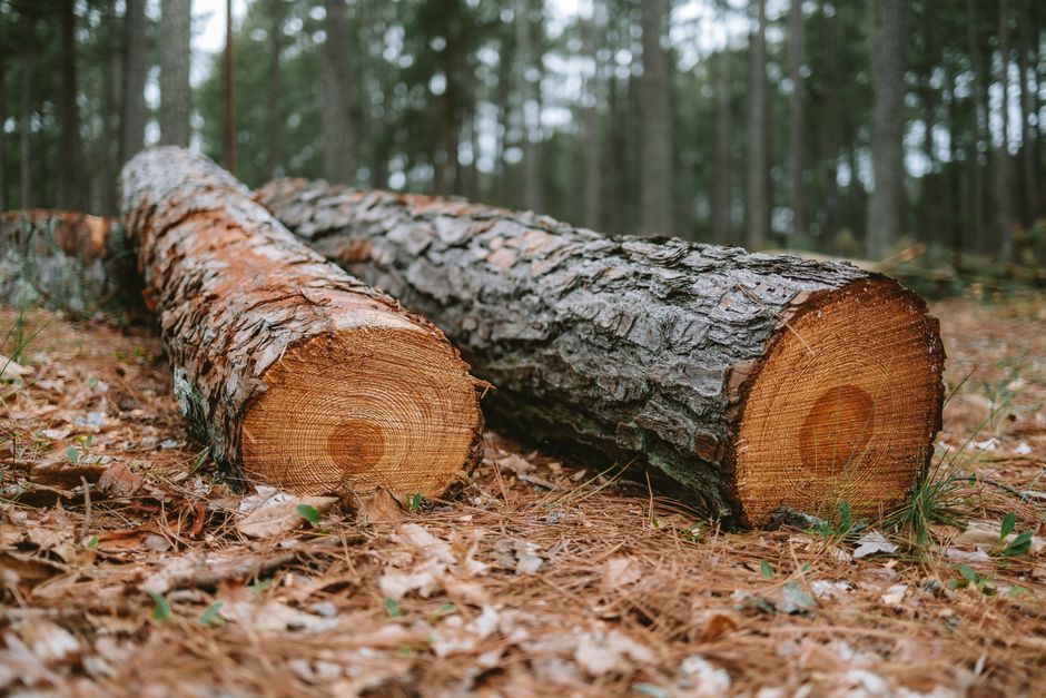 Two freshly cut logs lying in a forest