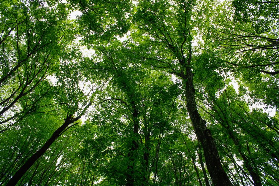 Tall hardwood trees with a bright green summer canopy