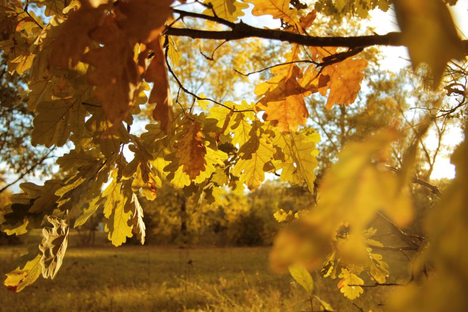 Sunlit oak leaves in autumn